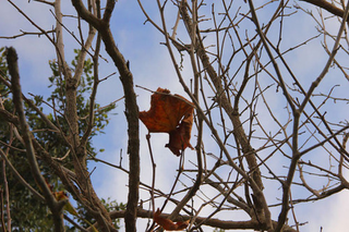 Illustration for article titled Shooting Challenge Fall Leaves Gallery 4